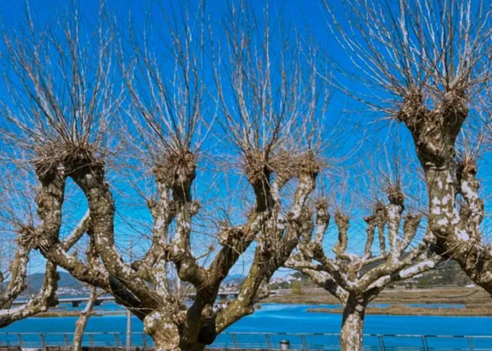 House Mariona אכסניה קמיניה